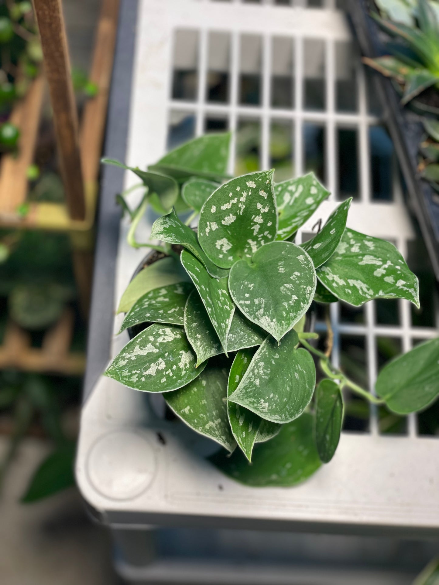 Satin Pothos 4 inch