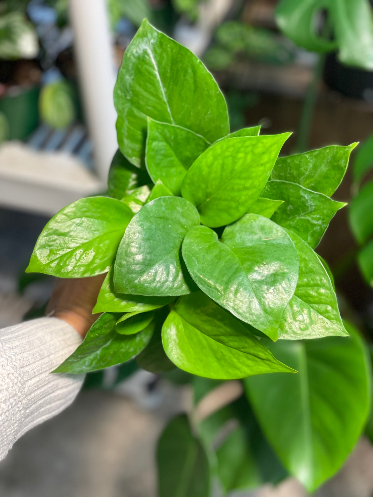 Jade Pothos 4 inch