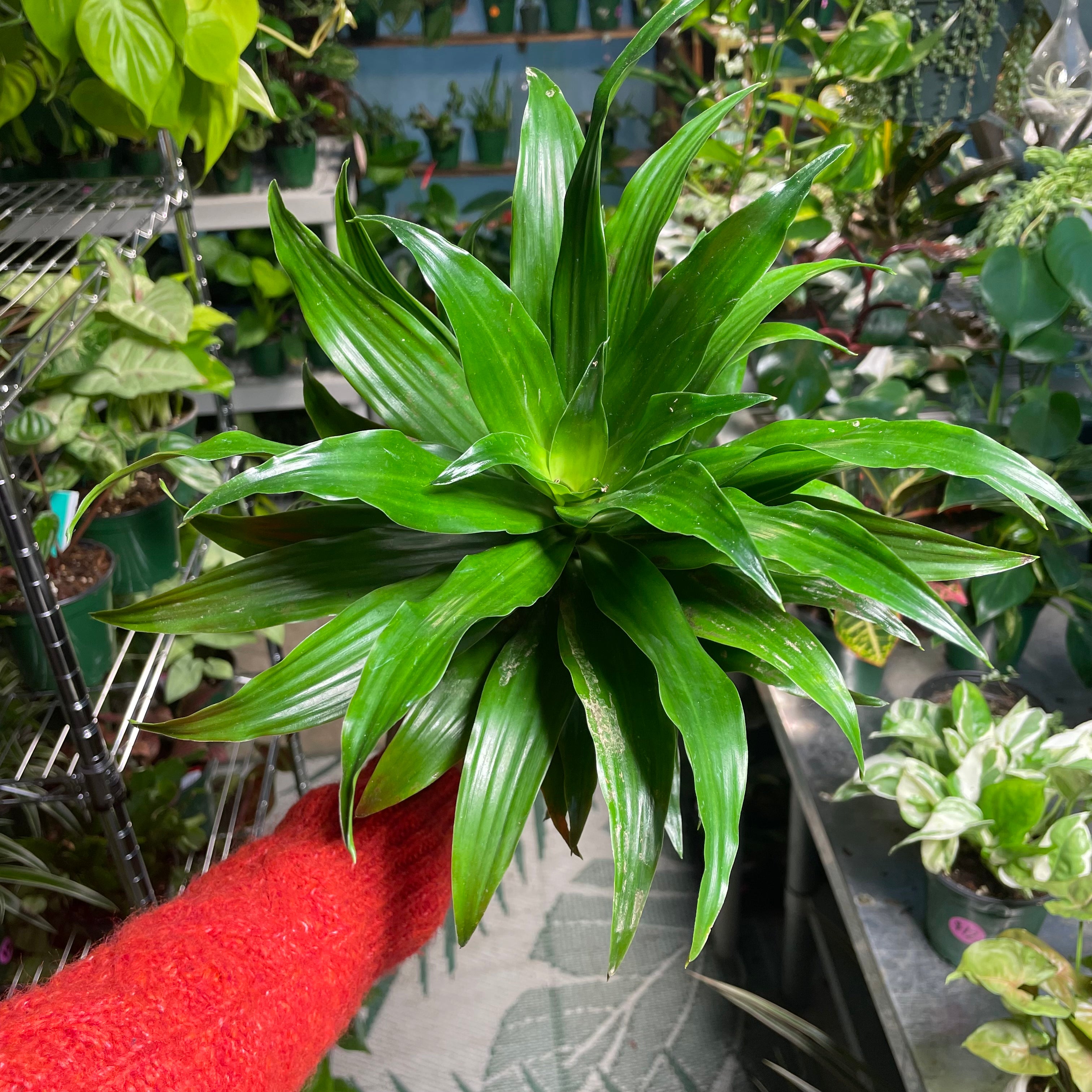 Dracaena JC Compacta – Plant Smiles Greenery