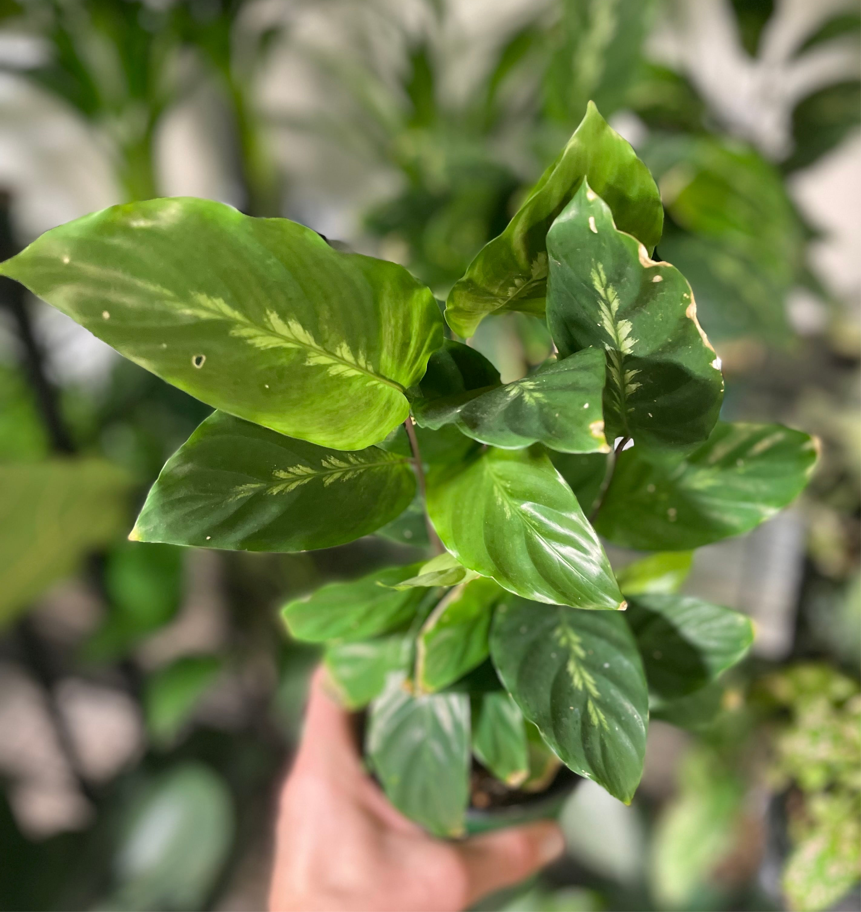 calathea louisae Calathea Louisae 4 inch – Plant Smiles Greenery