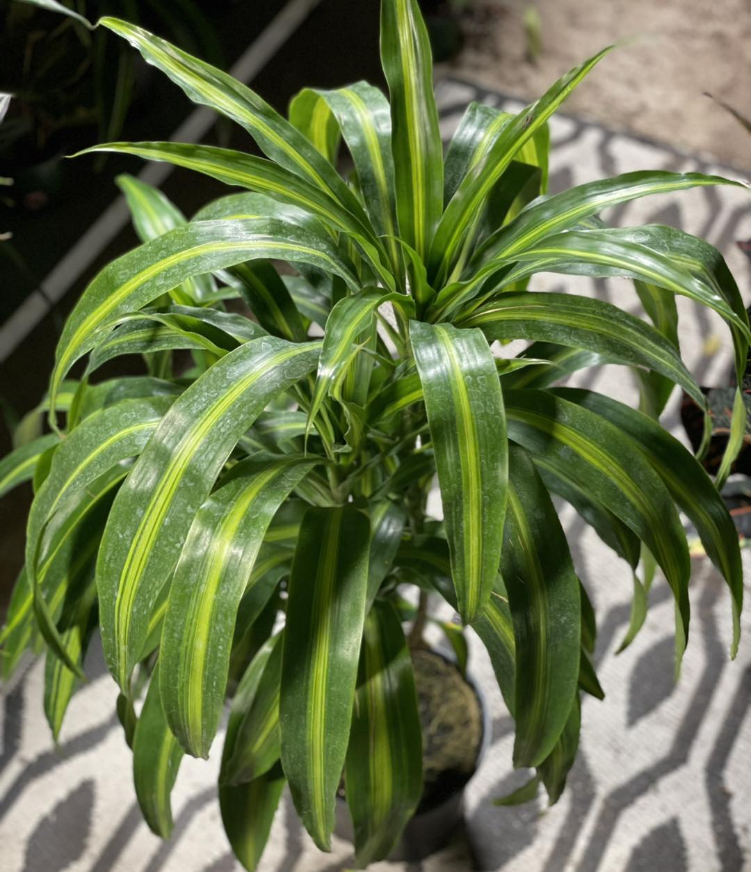 dracaena deremensis 'hawaiian sunshine' Dracaena Hawaiian Sunshine 8 inch