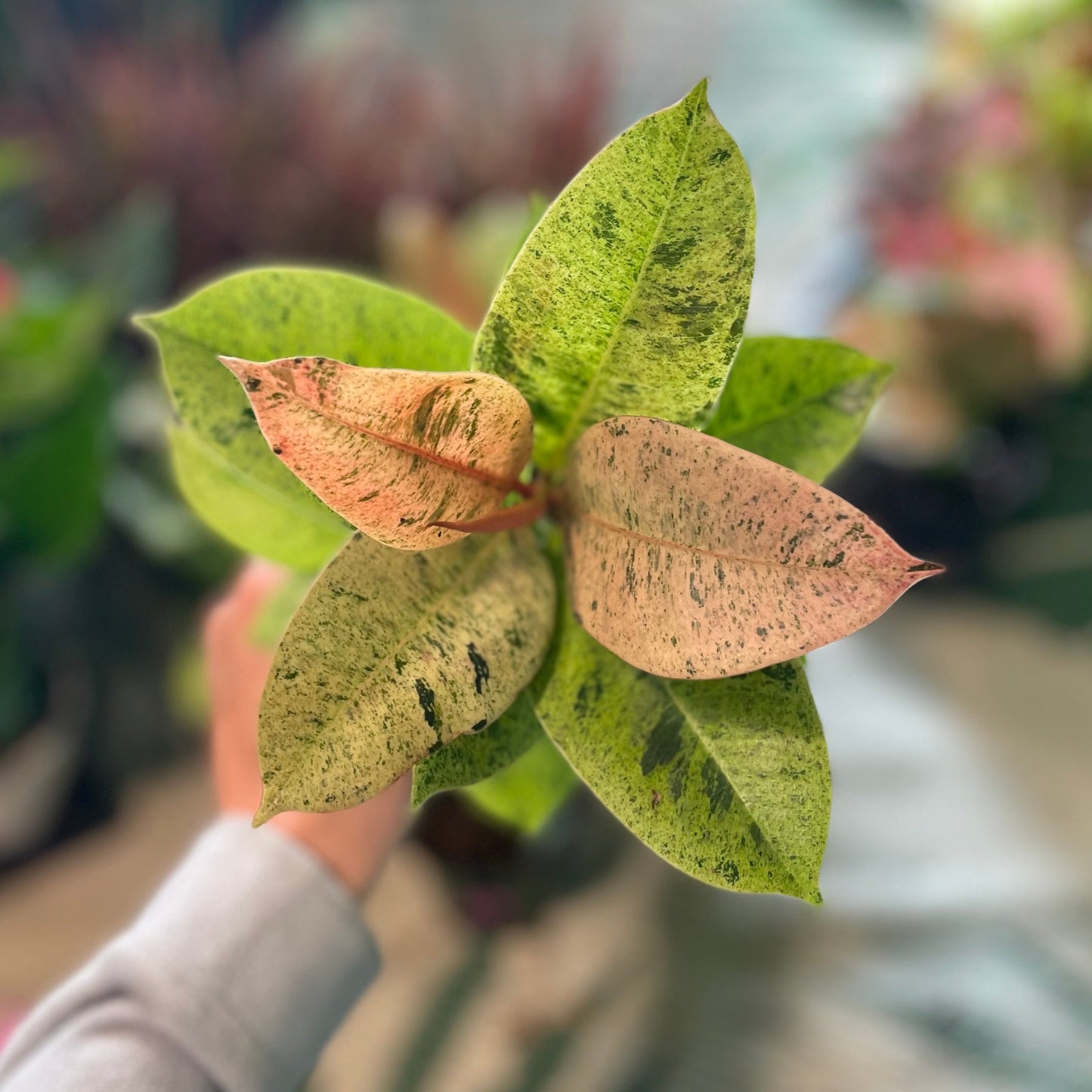 Ficus Moonshine 4 inch