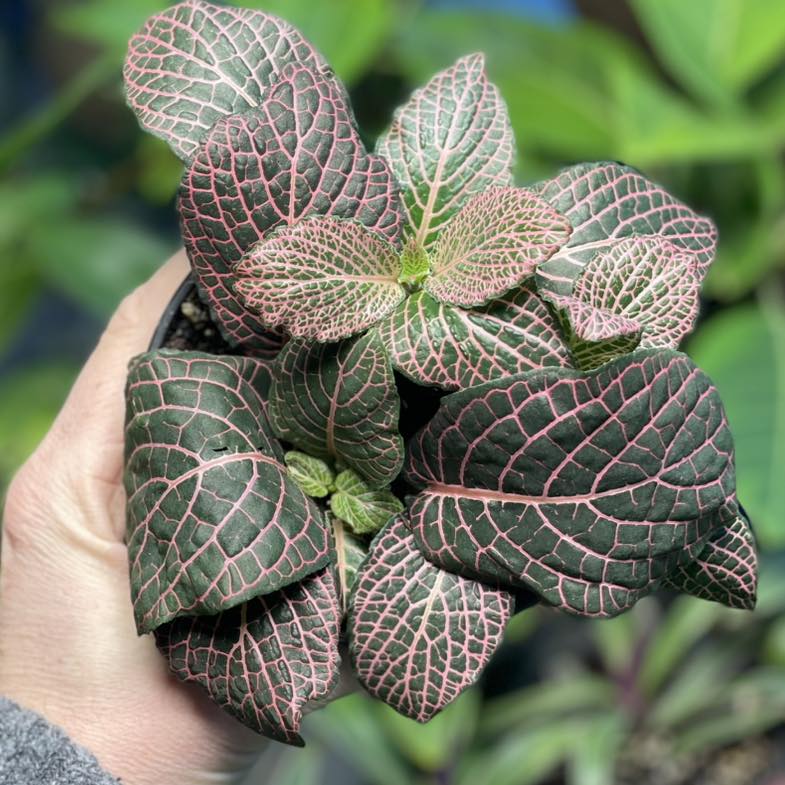 Fittonia Pink Vein 4 inch