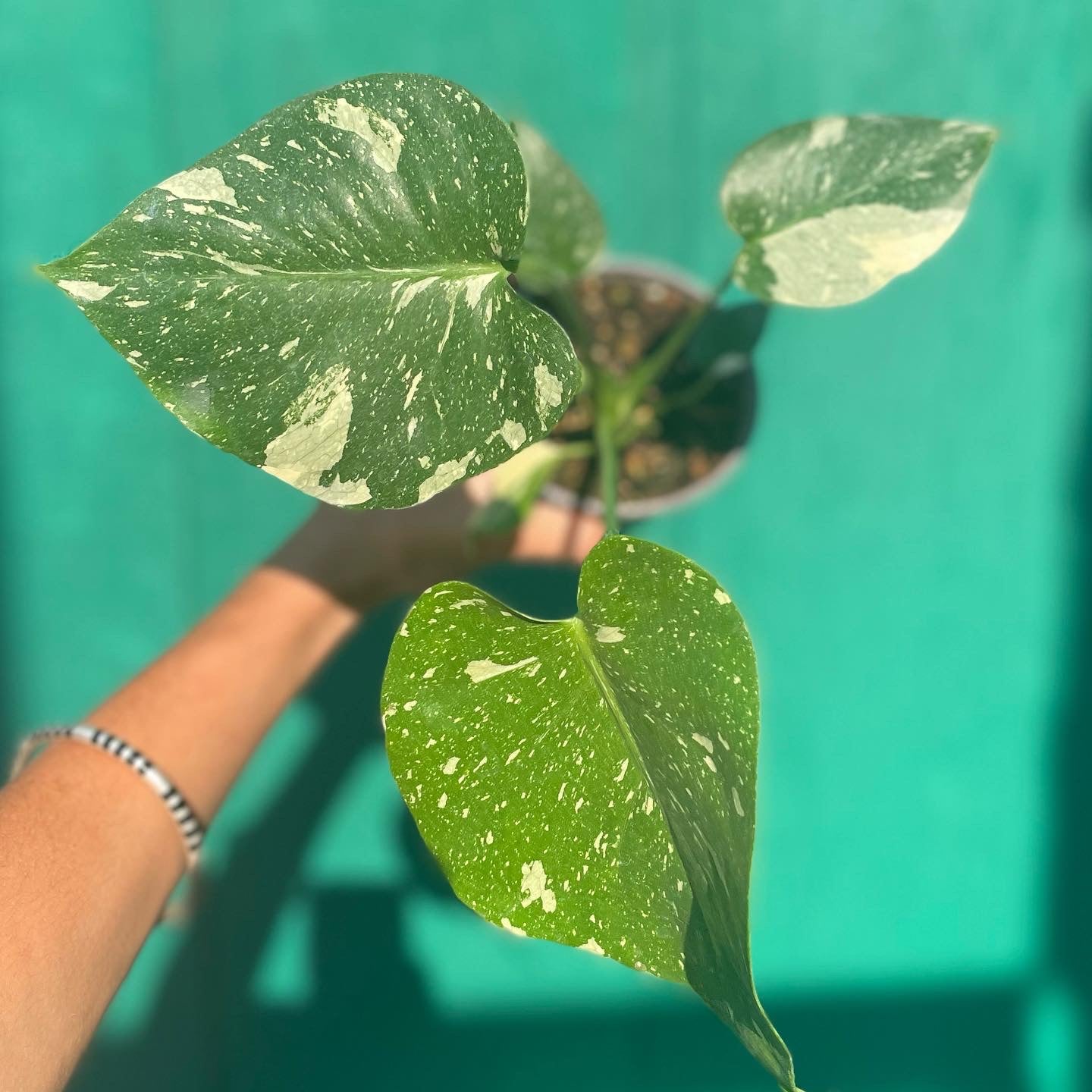 Monstera deliciosa 'Thai Constellation' 4