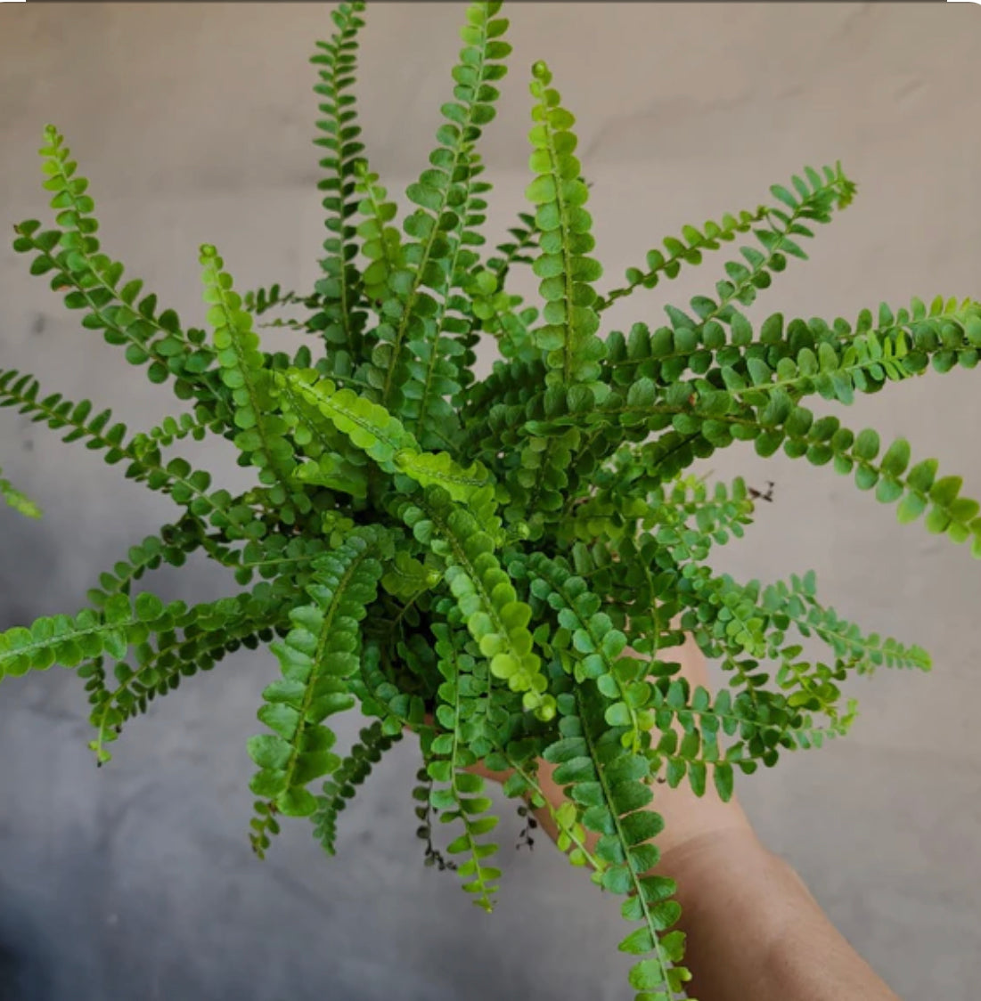 Lemon Button Fern 6 inch