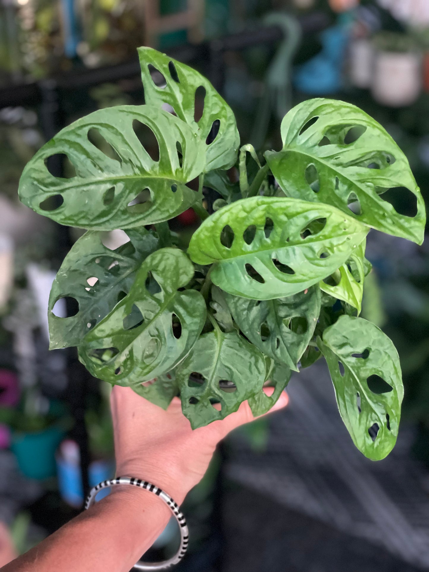 Swiss Cheese Monstera adansonii 4 inch