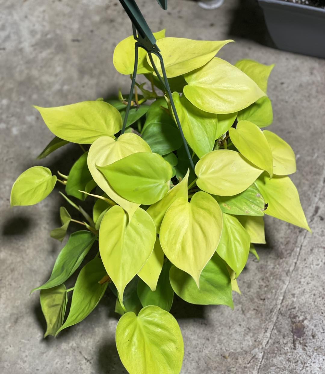 lemon line philodendron Philodendron Lemon Lime 6 inch HB