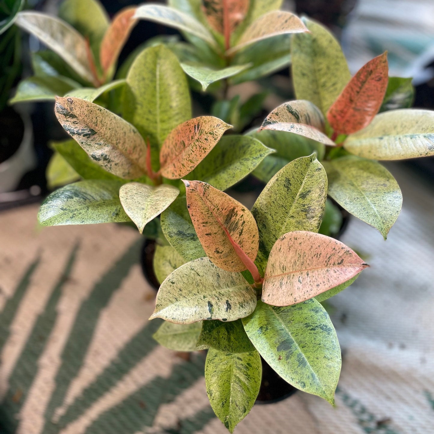Ficus Moonshine 4 inch