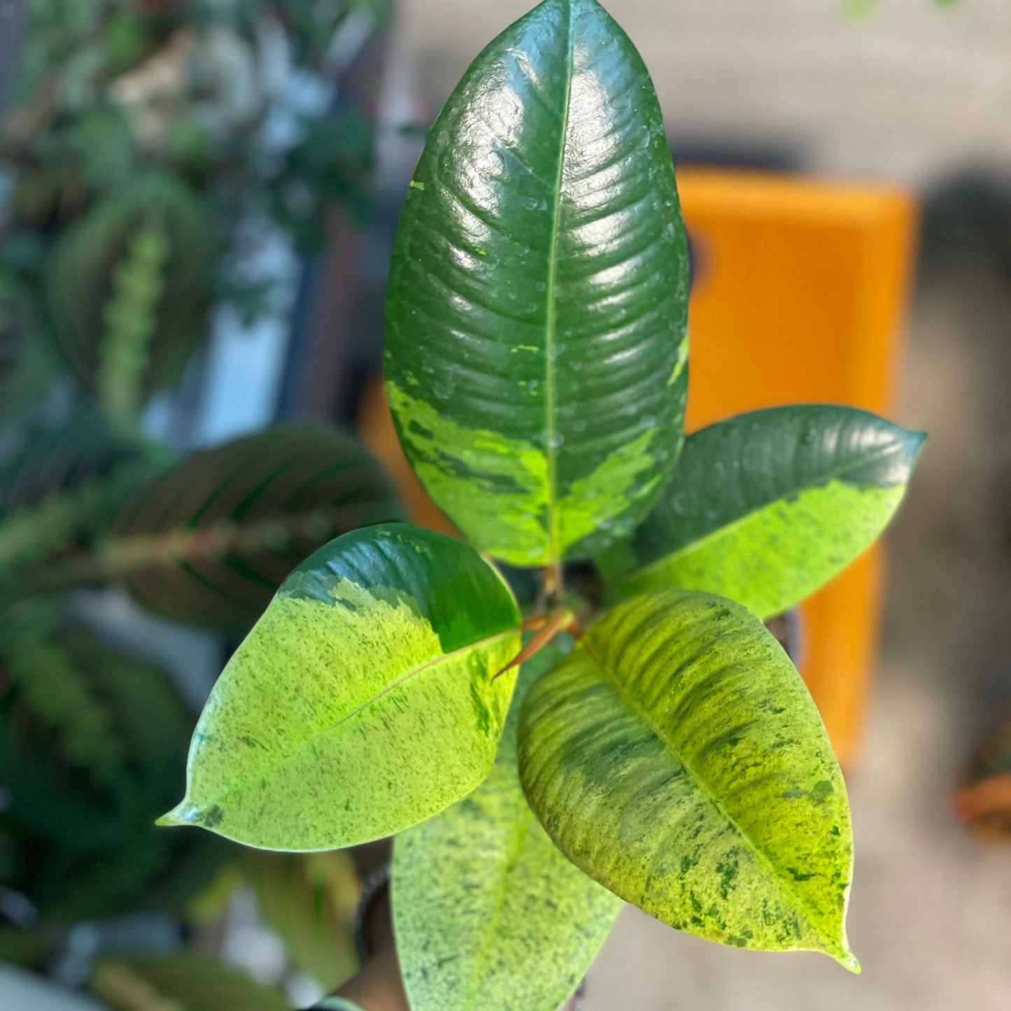Ficus Moonshine 4 inch