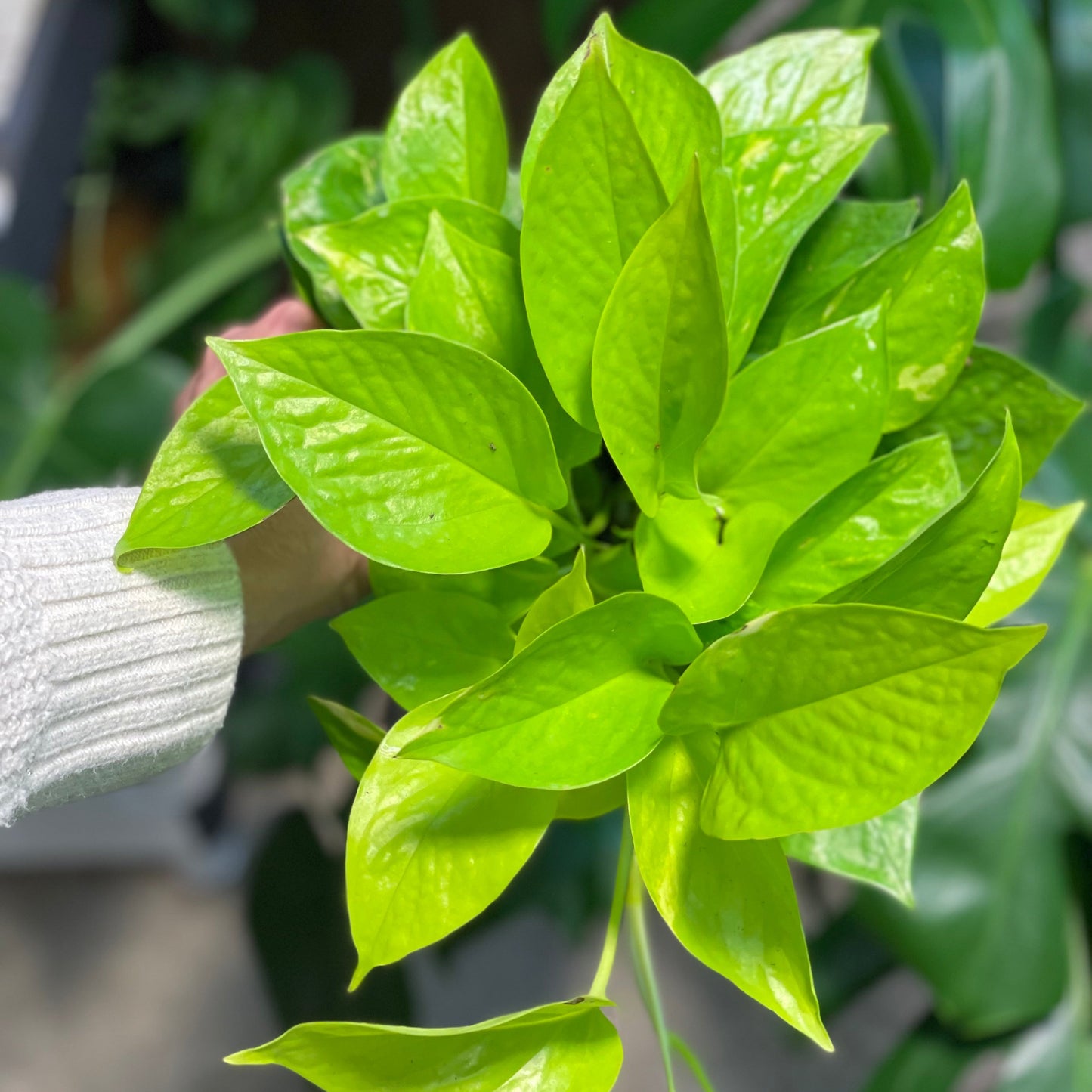 Neon Pothos 4 inch