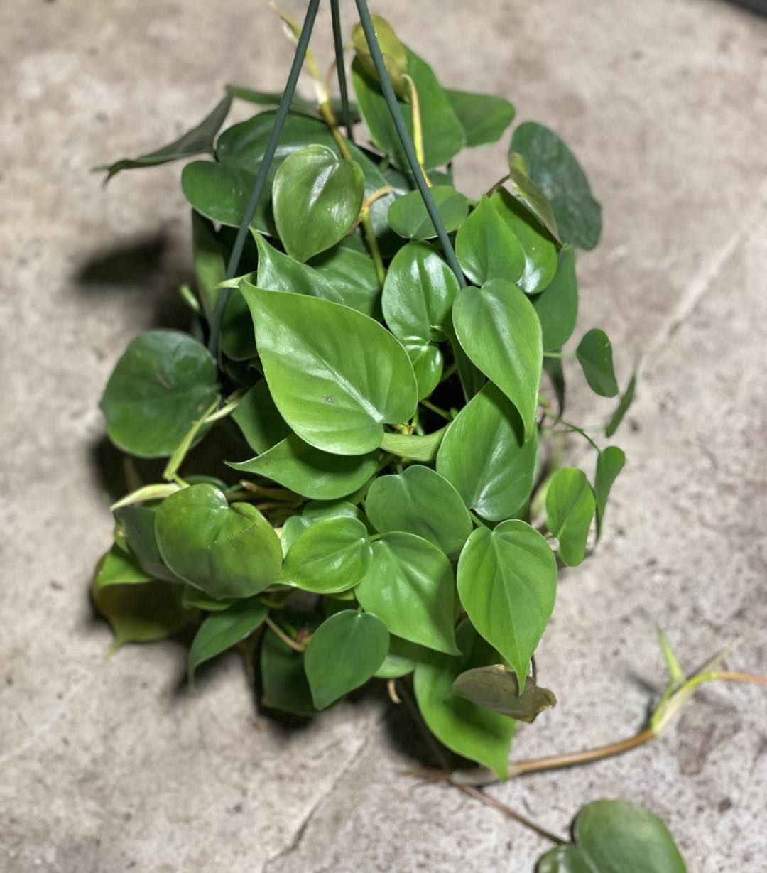 hanging philodendron cordatum Philodendron Cordatum 6 inch hanging basket
