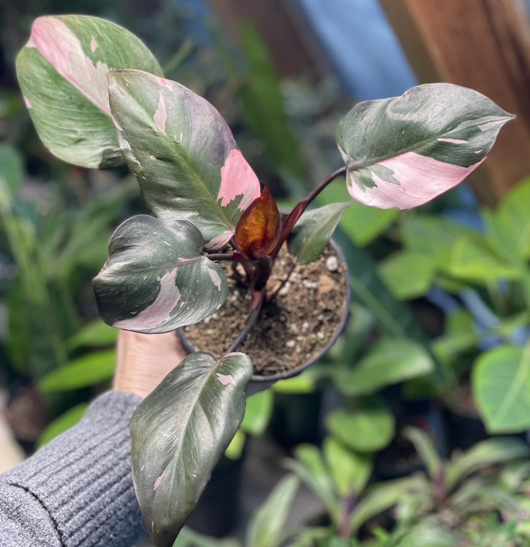 insect philodendron Philodendron Pink Princess 4 inch