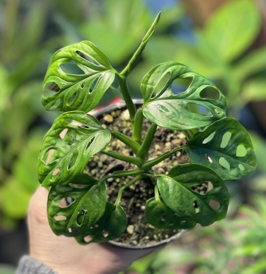 monstera adansonii nz Swiss Cheese Monstera adansonii 4 inch