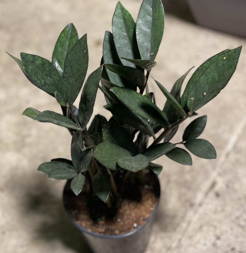 oscura zz plant Zamiocalcus Zamiifolia ZZ Oscura Black 4 inch