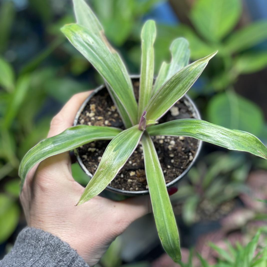 Rhoeo Discolor Tricolor Compacta 4 inch
