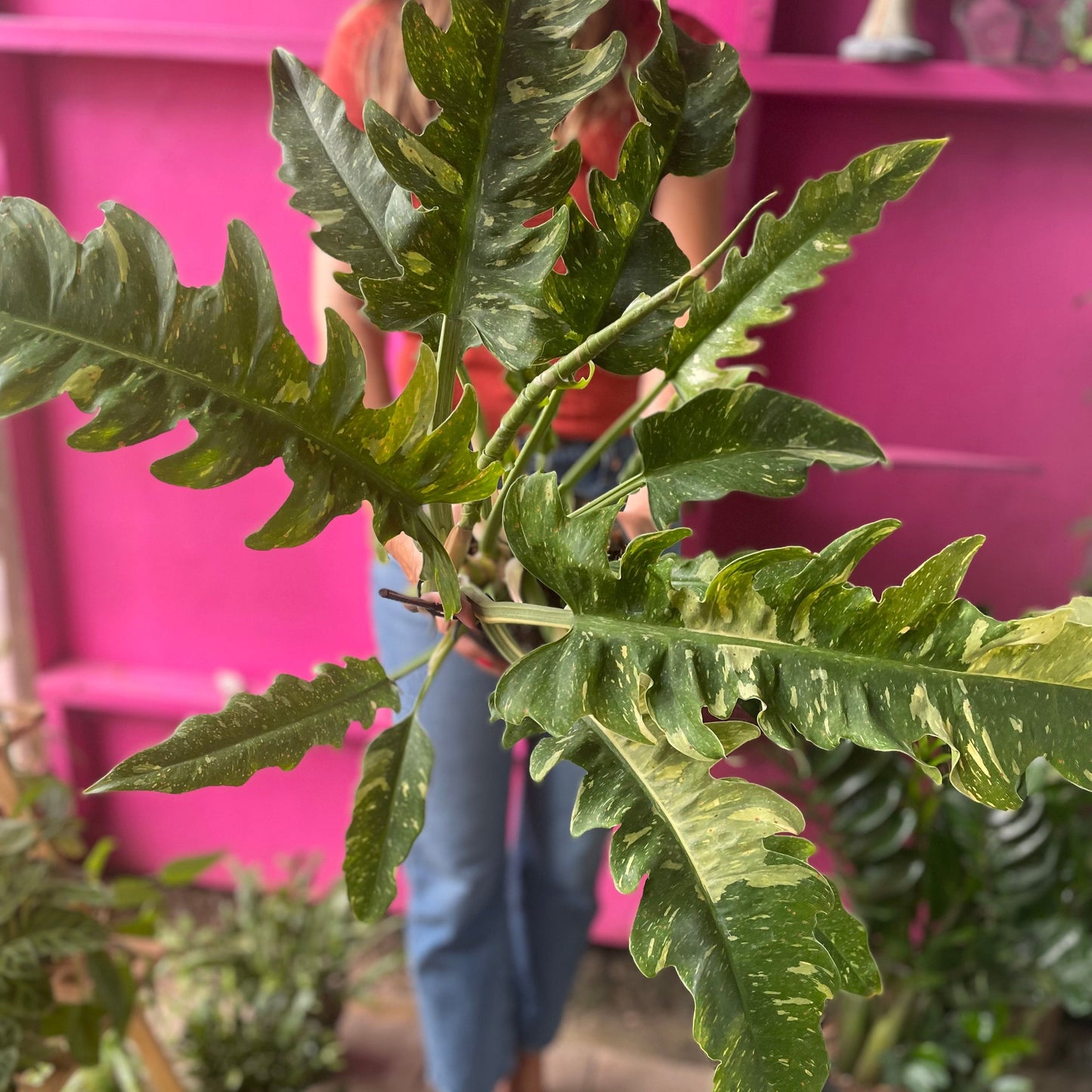 Philodendron Ring of Fire 6 inch