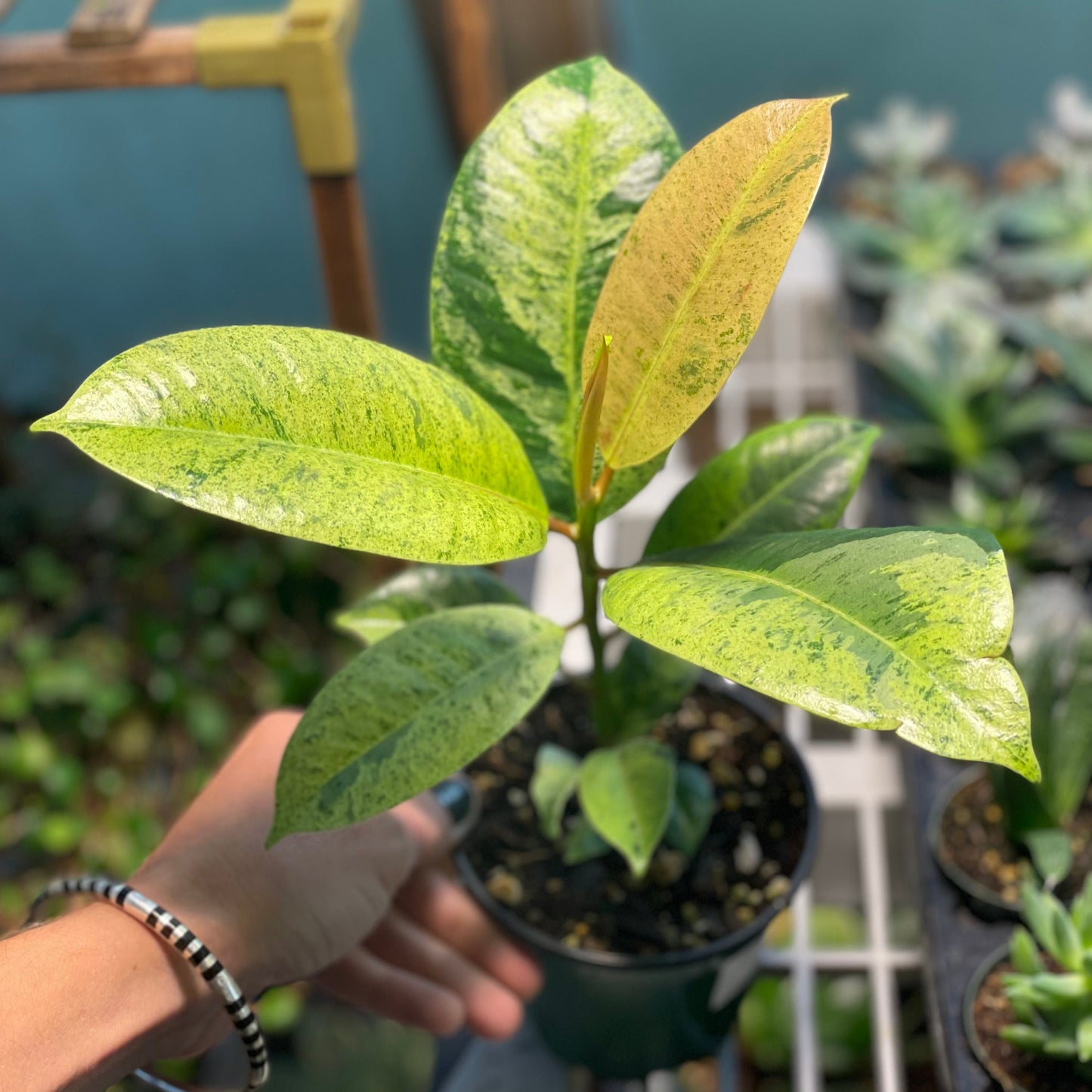 Ficus Moonshine 4 inch