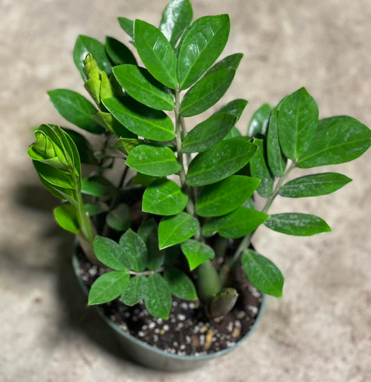 Zamioculcas Zamiifolia 6 inch