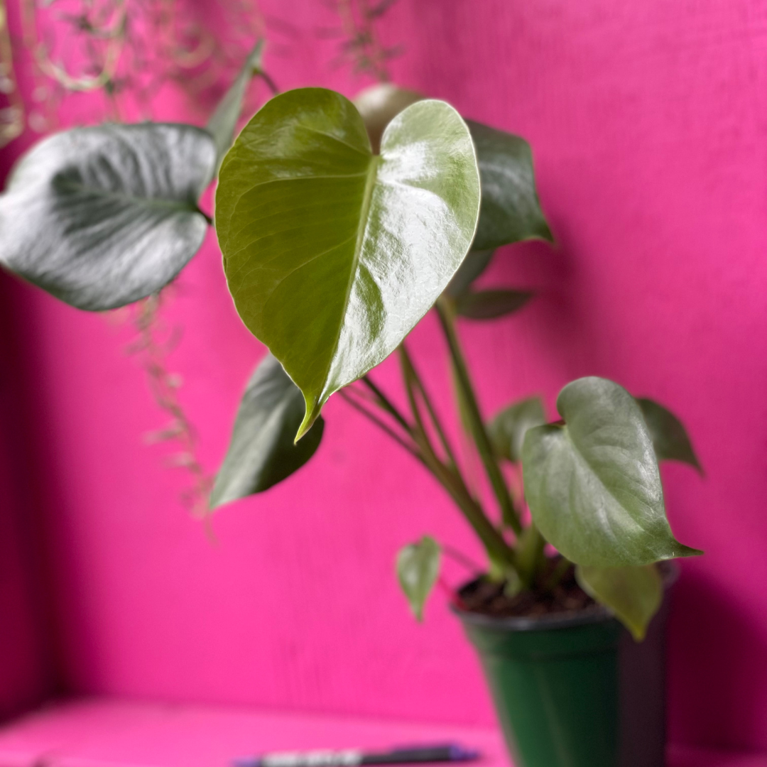 monstera plant pink Monstera deliciosa 4 inch – Plant Smiles Greenery