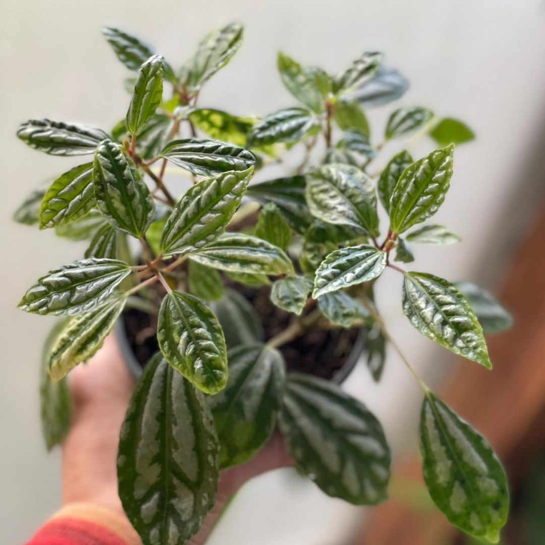 Pilea Aluminum 4 inch