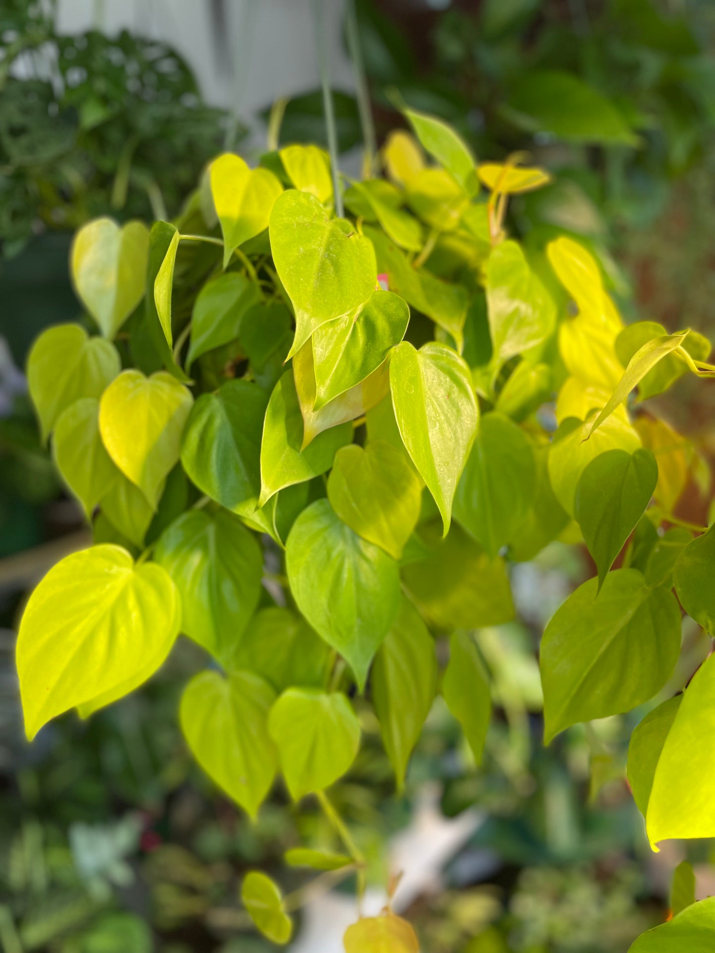 Philodendron Lemon Lime 6 inch HB