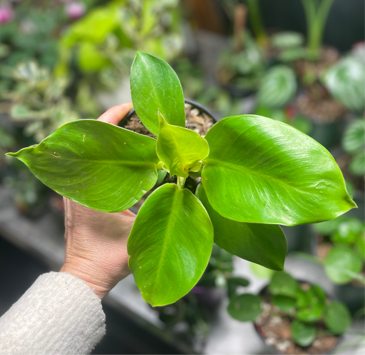 Philodendron Moonlight 4 inch