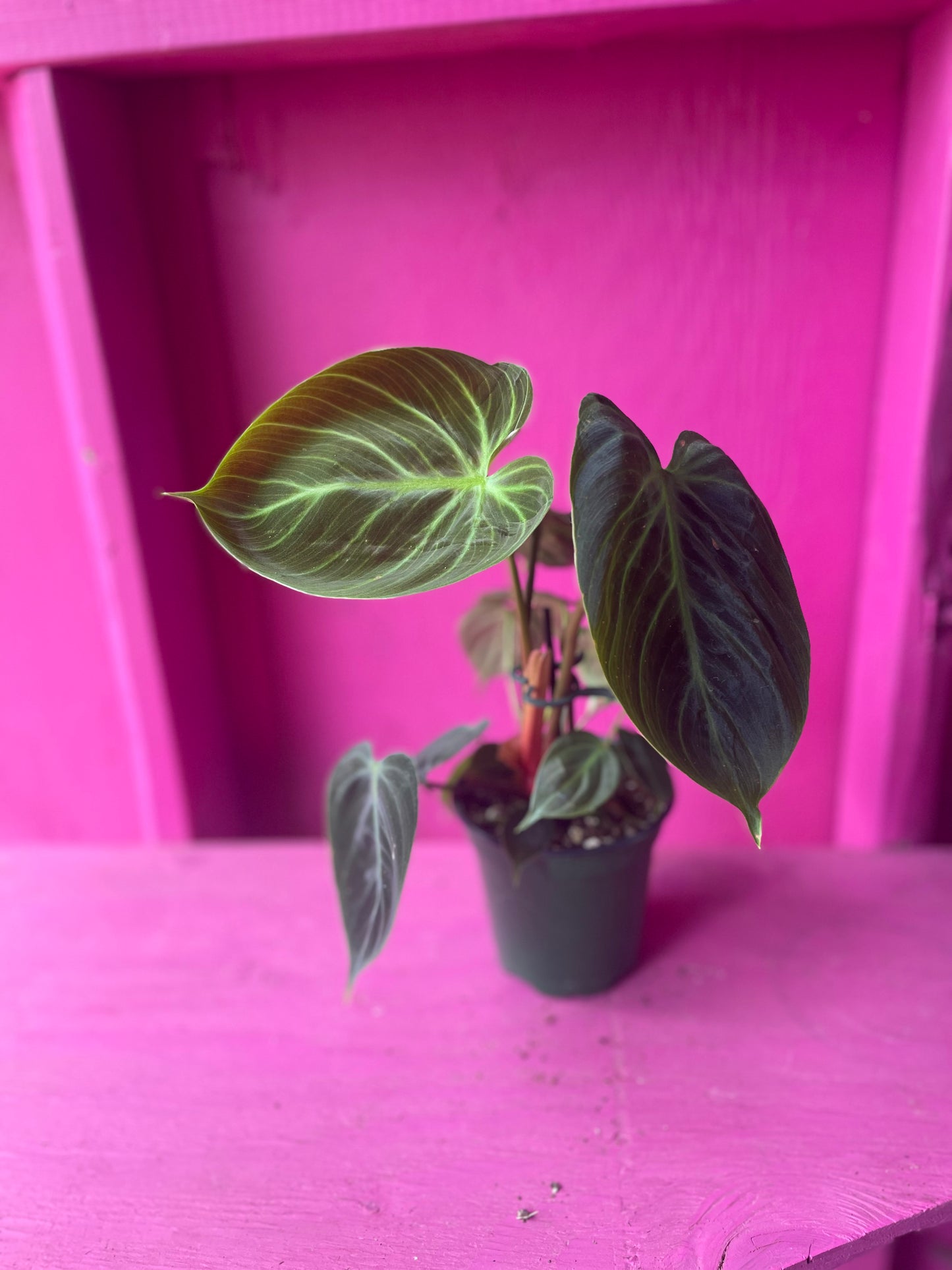 Philodendron Choco Red 4 inch