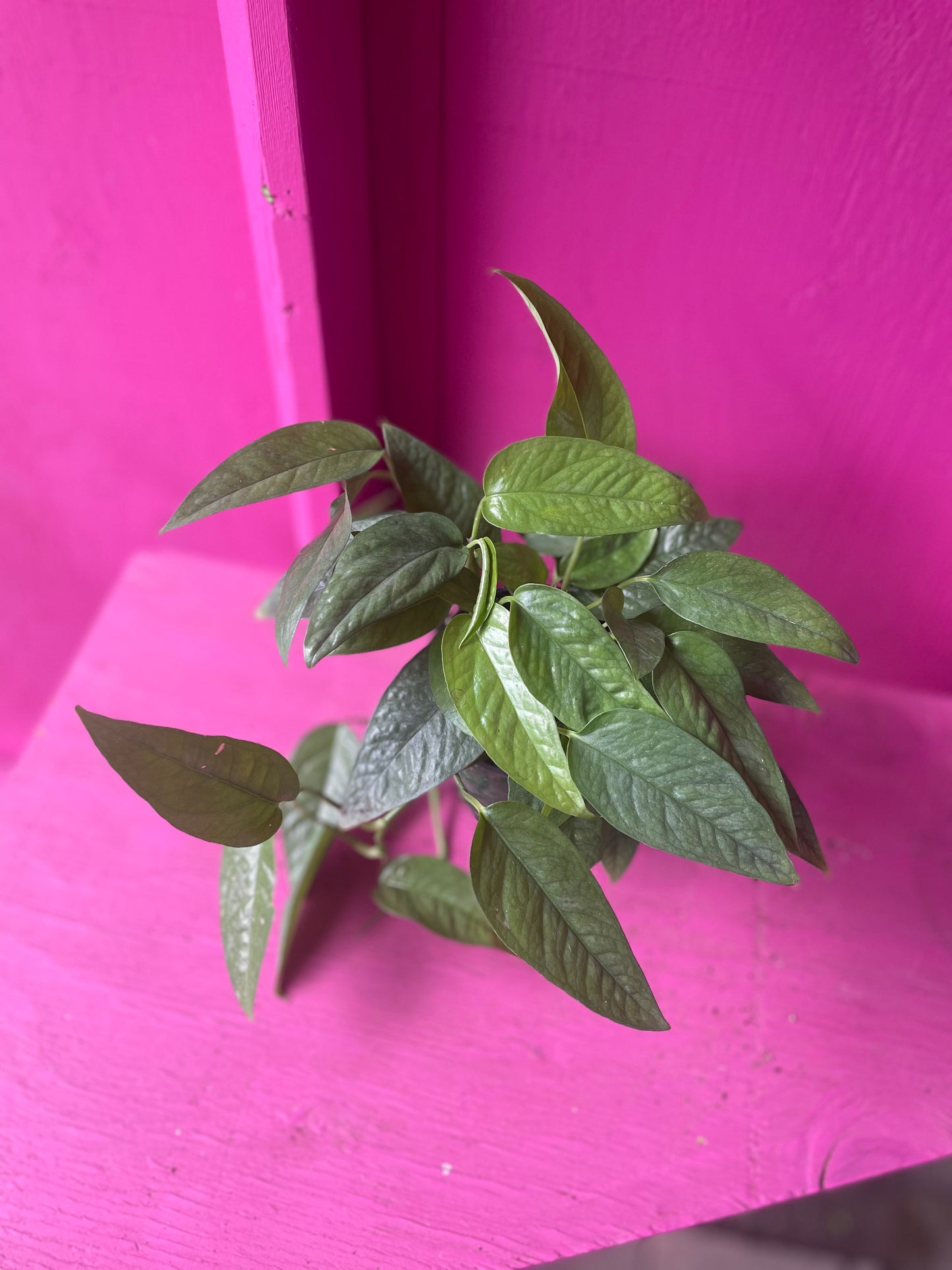 Cebu Blue Pothos 4 inch