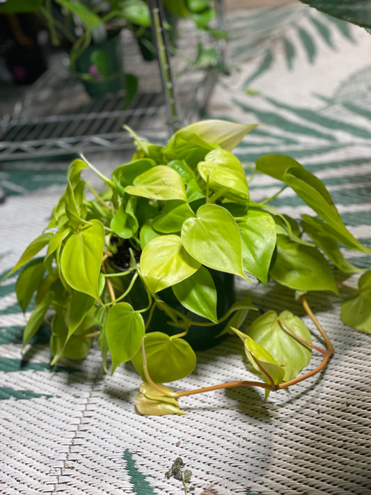 Philodendron Lemon Lime 6 inch