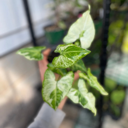Syngonium Three Kings 4 inch