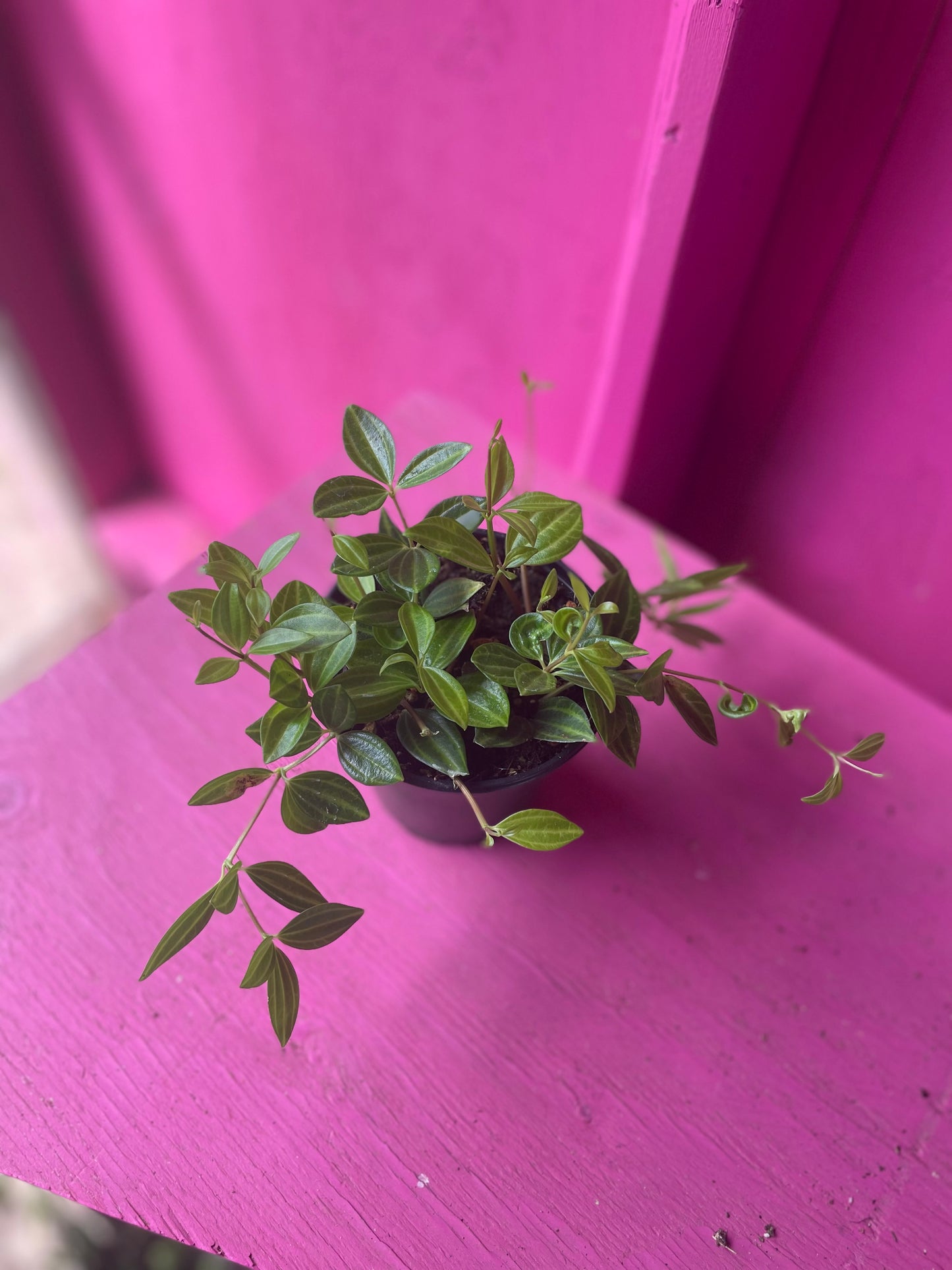 Peperomia Angulata Funky Frog 🐸 4 inch