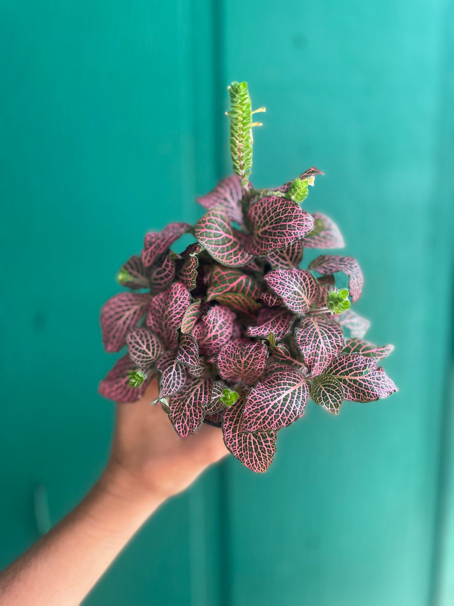 Fittonia Pink Vein 4 inch