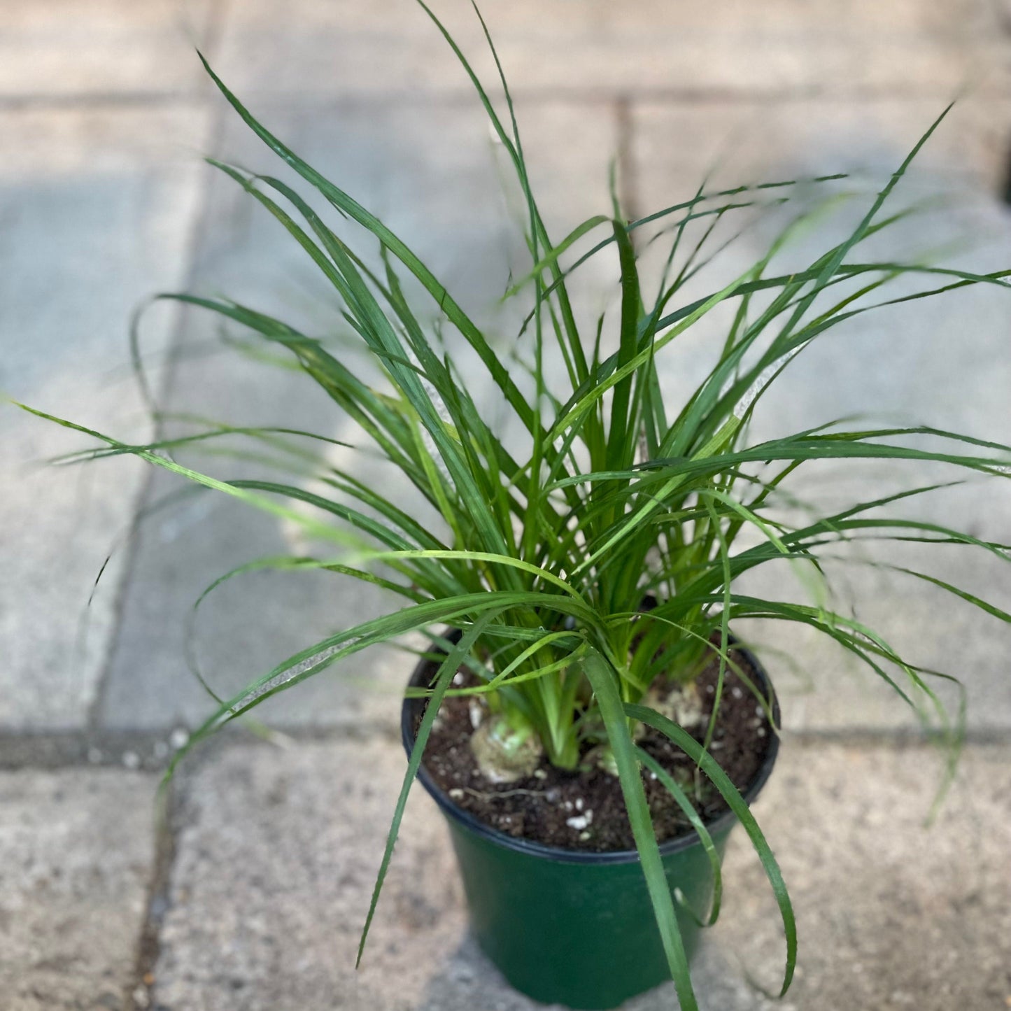 Ponytail Palm 4 inch