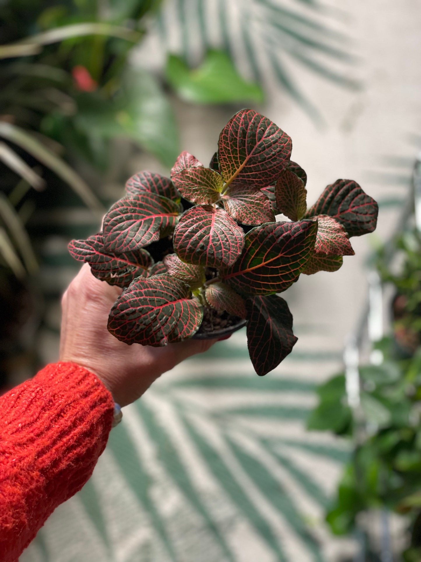 Fittonia Nerve plant red 4 inch