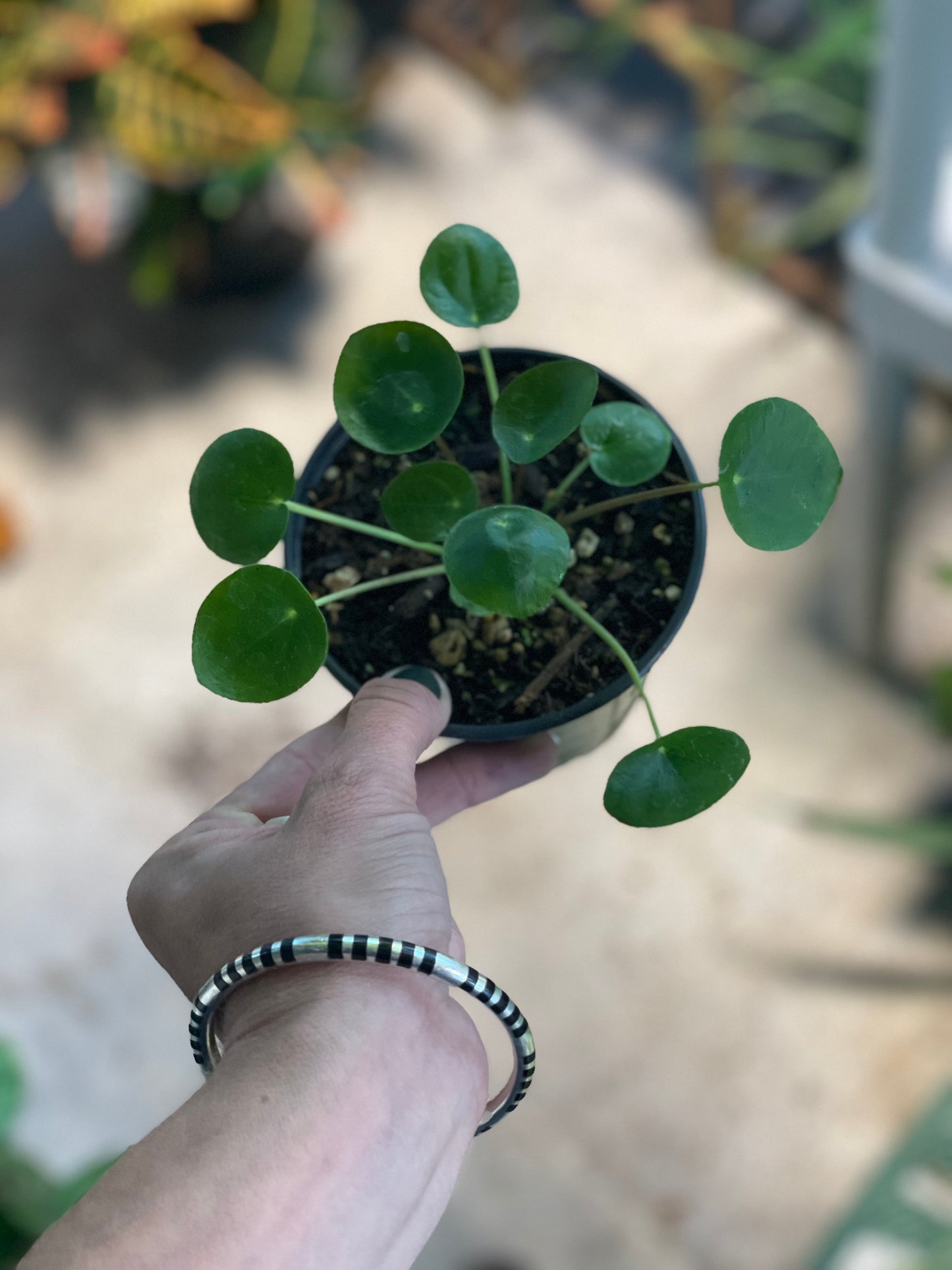 Pilea Peperomioides 4 inch