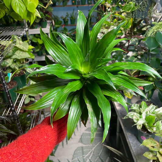 Dracaena JC Compacta