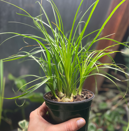 Ponytail Palm 4 inch