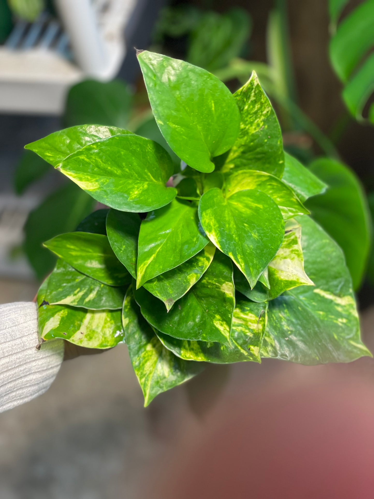 Golden Pothos 4 inch