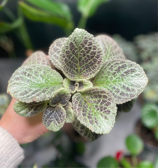 Episcia (Flame Violet) 4 inch