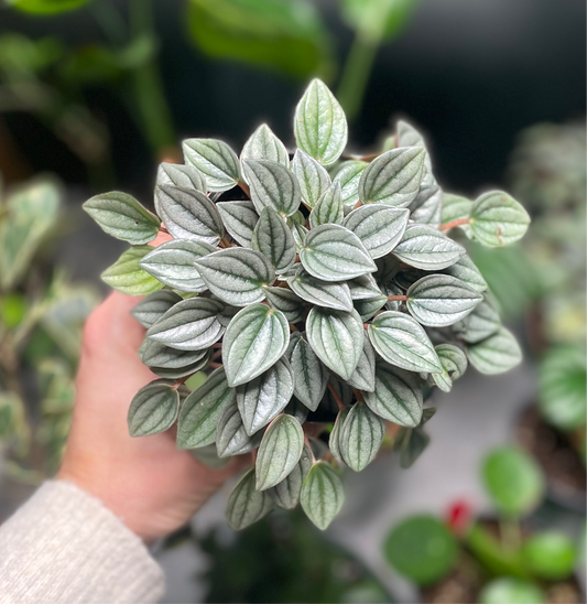 Peperomia Napoli Nights 4 inch