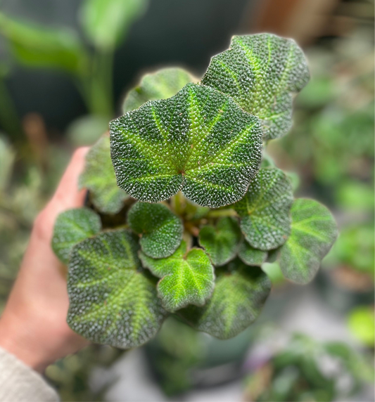 Begonia Solimutata 4 inch