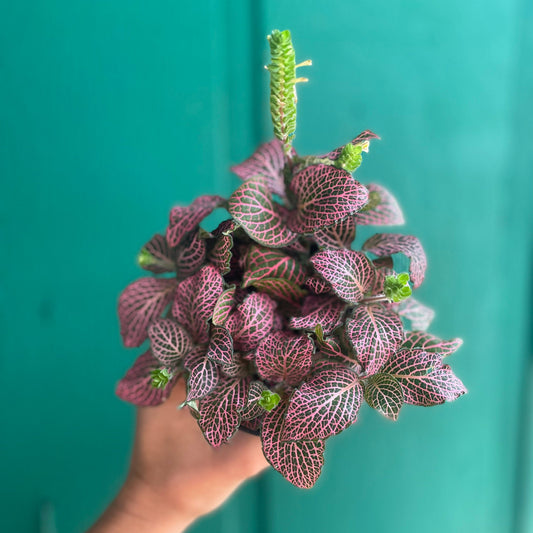 Fittonia Pink Vein 4 inch