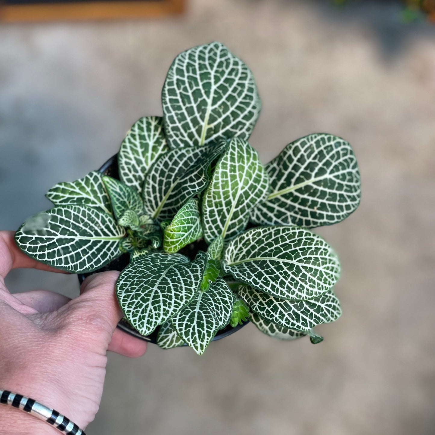 Fittonia White 4 inch