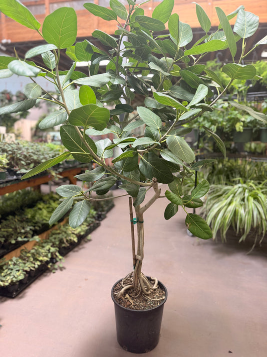 Custom Plant Sourcing & Planting