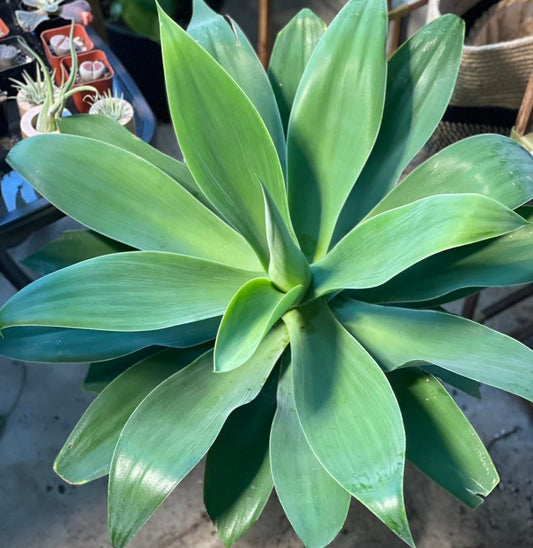 Agave 12"