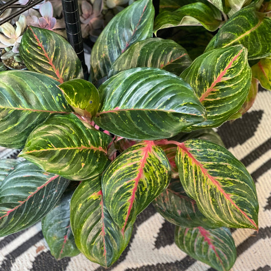 Aglaonema Chinese Evergreen 6 inch