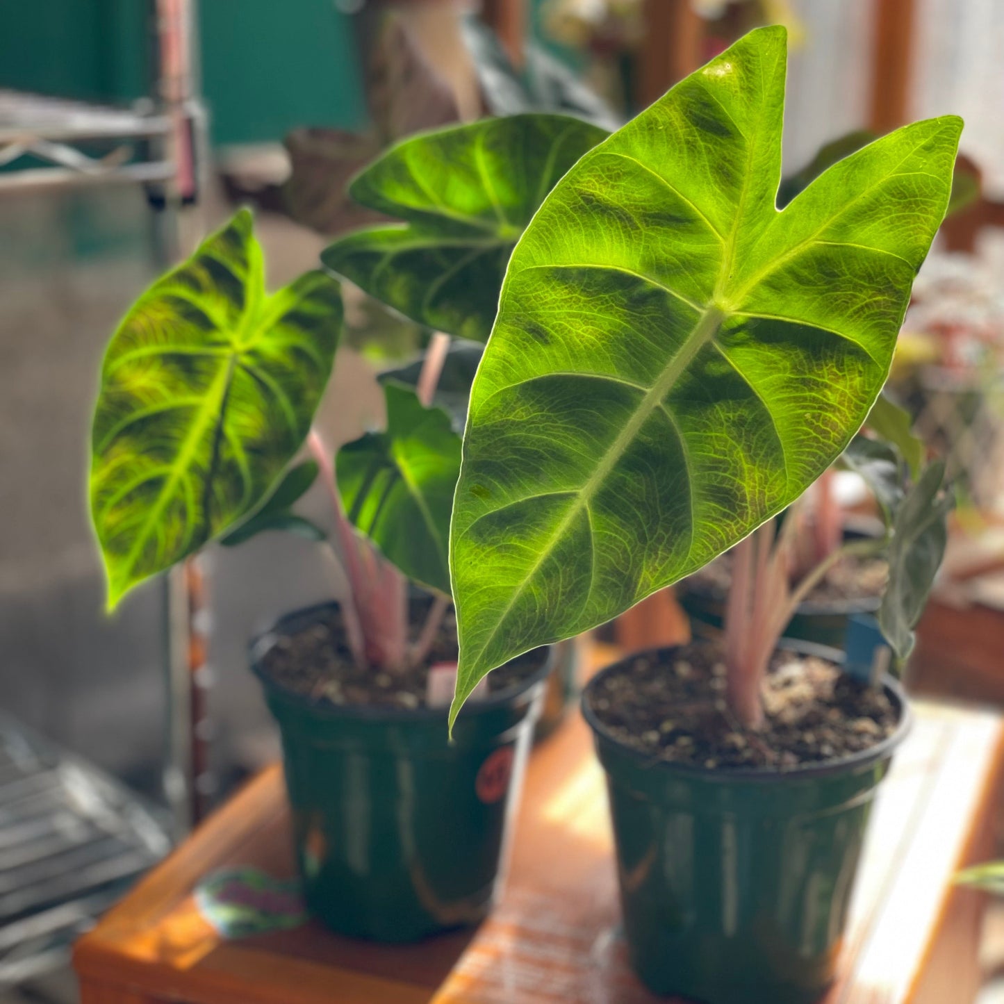 Alocasia Pink Dragon 4 inch