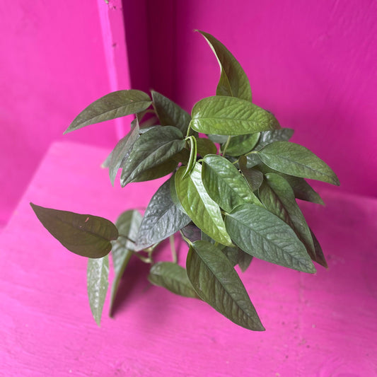 Cebu Blue Pothos 4 inch