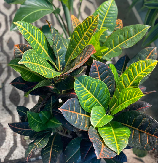 Croton 10 inch