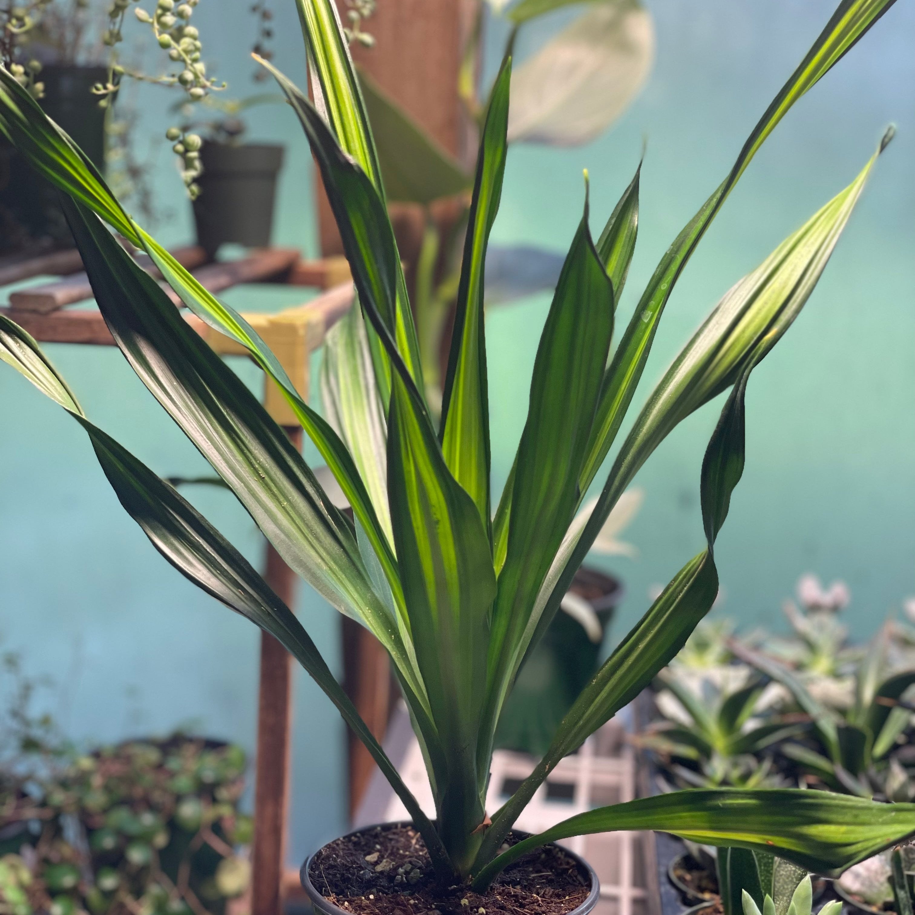 Dracaena Rikki 4 inch  Plant Smiles Greenery
